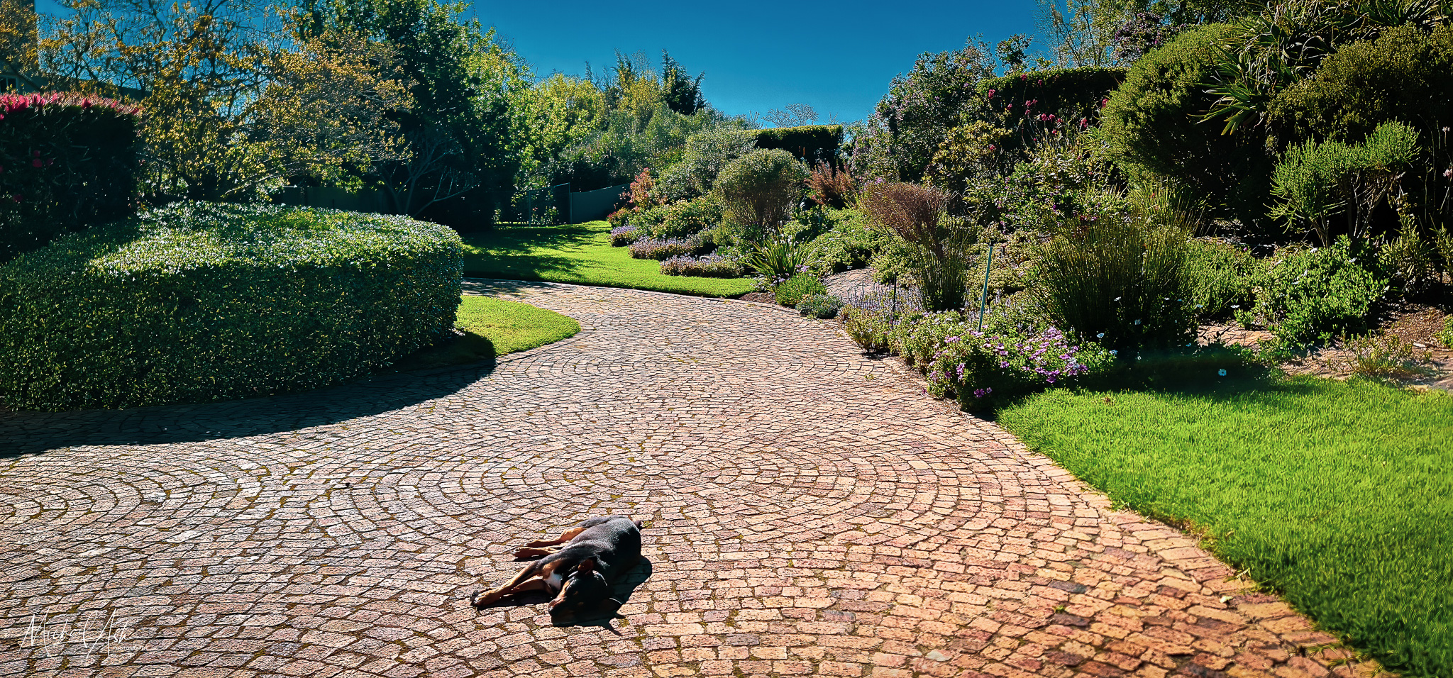 Gardens & Grounds Courtyard showing cobblestone paving with dog lying on stones, surrounded by mature landscaped gardens and lawns