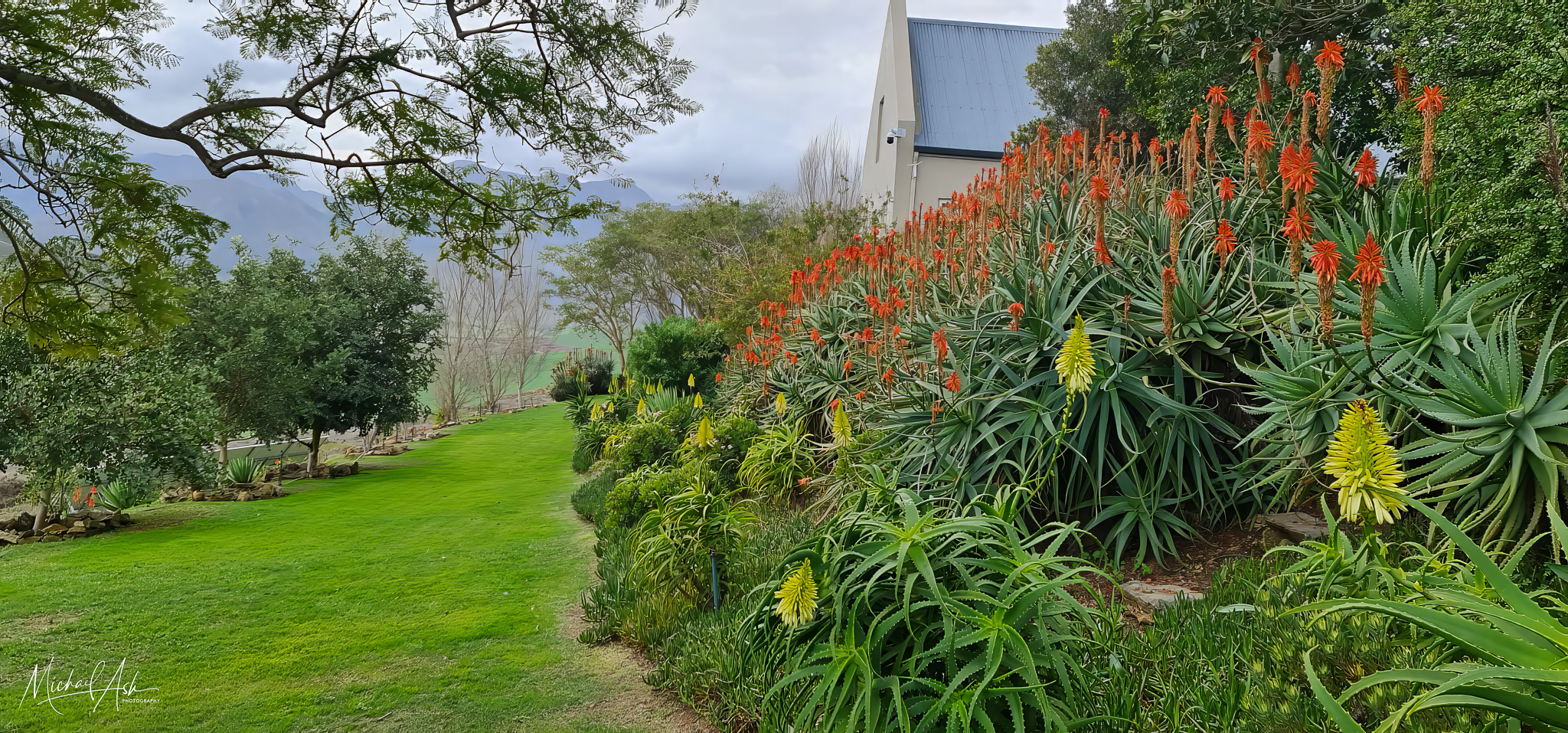 Gardens & Grounds Lower lawn garden featuring red and yellow aloe blooms along lush green manicured lawn with mature landscaping and indigenous plants