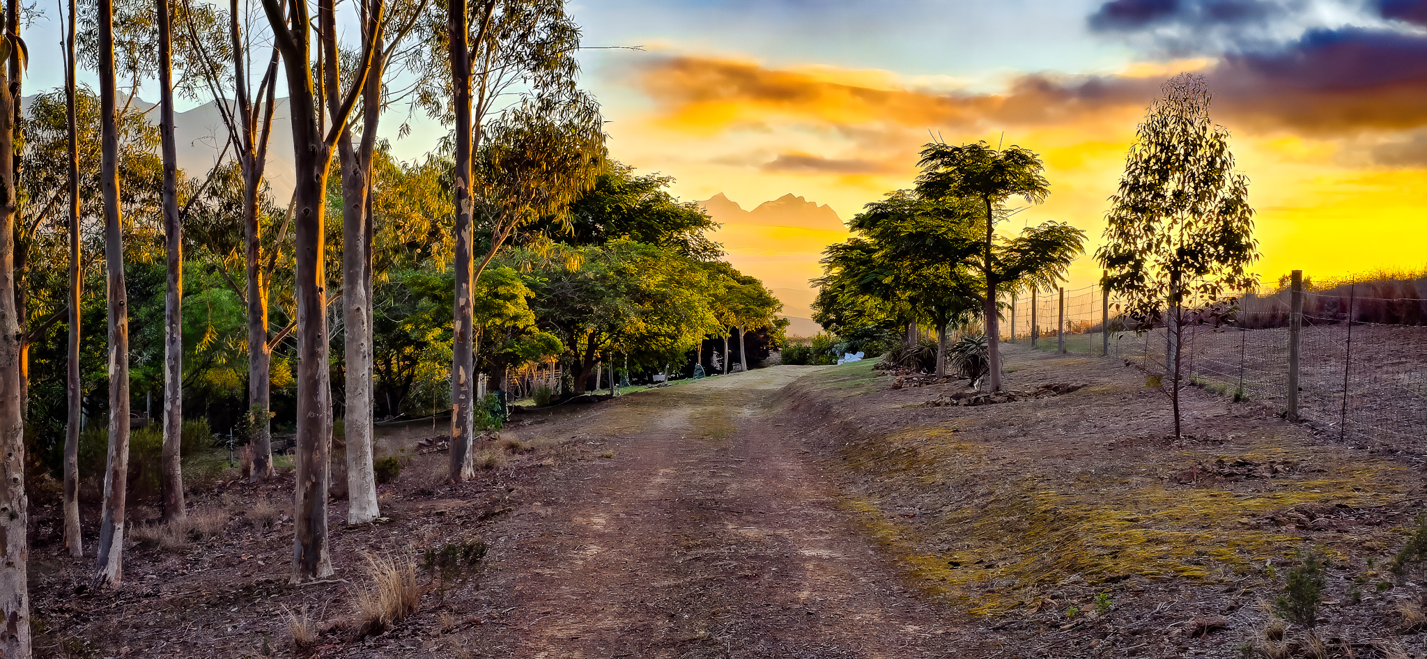 Gardens & Grounds Golden hour upper driveway showing eucalyptus trees, dirt road, wire fencing, and spectacular sunset with mountain backdrop