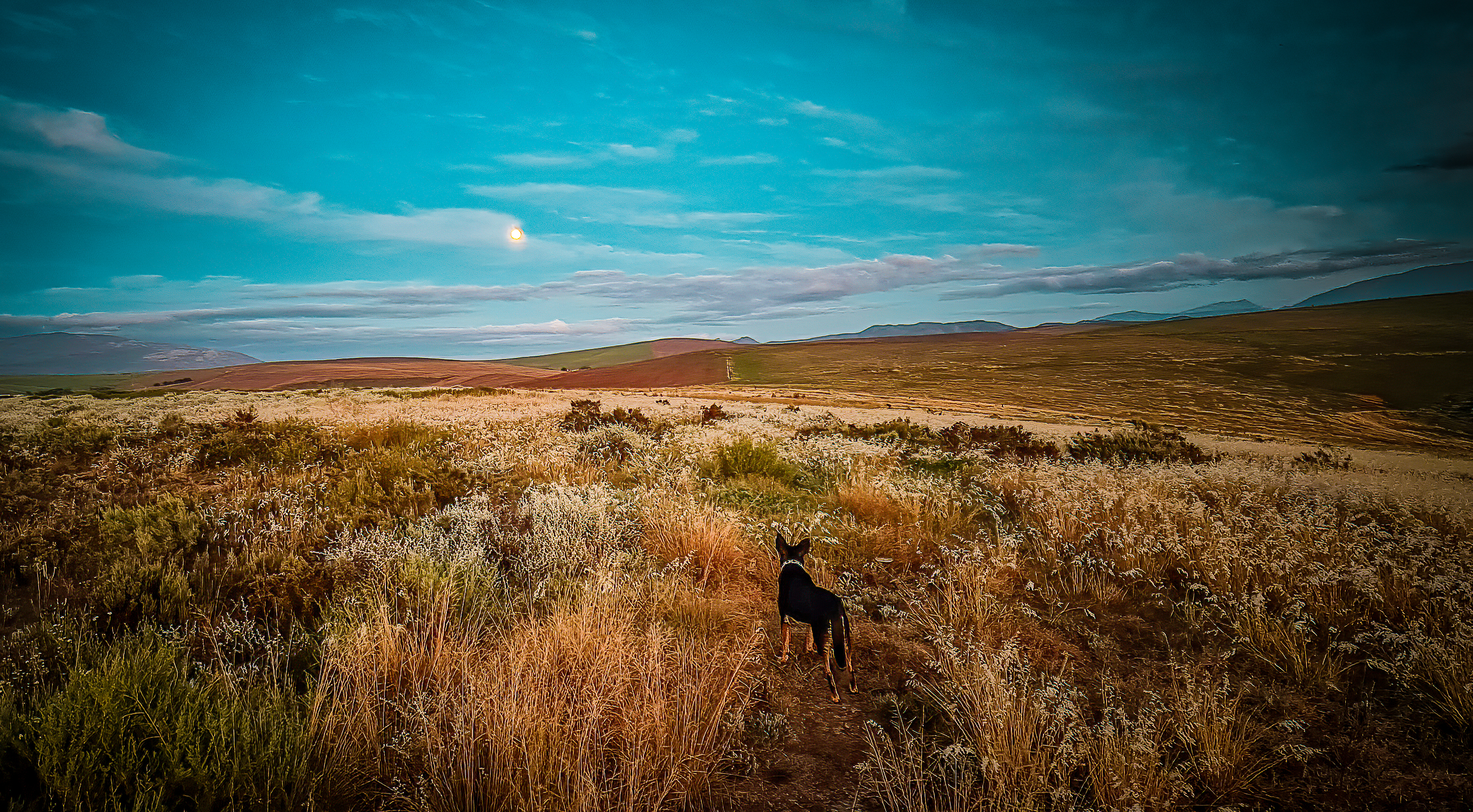 Landscape & Views Expansive Overberg landscape showing native Renosterveld vegetation and fynbos, dramatic sky with moon, and black dog exploring the natural grasslands